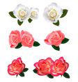 big group of white and red roses vector image