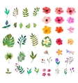 floral set colorful collection with leafs vector image