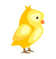 cute easter chicken vector image vector image