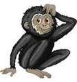 chimpanzee vector image vector image