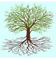 tree of life vector image
