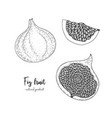 fruit with figs in the style vector image