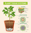 Diagram Showing Vascular Tissue System In Plants Vector Image