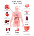 realistic human internal organs infographics vector image