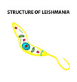 Structure leishmania Royalty Free Vector Image