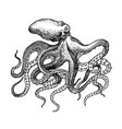 sea octopus engraved hand drawn in old sketch vector image