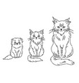 stages of cat growth set from kitten to adult cat vector image vector image