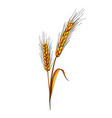 ears wheat from a splash watercolor colored vector image vector image