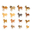 various dog breeds isometric set vector image vector image