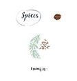 watercolor cumin seed with twig vector image vector image