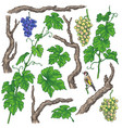 hand drawn grape branches and vine vector image vector image