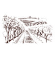 hand drawn fields of vineyards with grape farm vector image vector image
