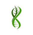 plant leaf dna spiral genetics science icon vector image