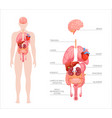 human body internal organs vector image