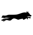 running dogs silhouette border collie vector image vector image