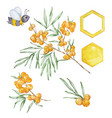 watercolor honey set sea buckthorn branch bee vector image