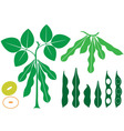 soybean vector image vector image