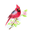 hand painted watercolor christmas bird vector image