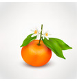 single citrus fruit mandarin or tangerine vector image