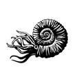sketch of prehistoric ammonite extinct marine vector image vector image