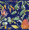 watercolor australian banksia pattern vector image