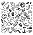 nuts mix background seeds and granule corn vector image