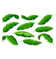 tropical palm green jungle banana tree leaf set vector image