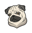 pug vector image vector image