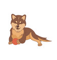 shiba inu dog vector image