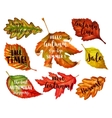 autumn typographic fall leaf vector image