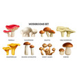 mushrooms realistic horizontal set vector image vector image