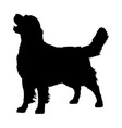 golden retriever silhouette vector image vector image