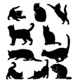 cats silhouette vector image