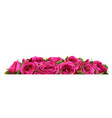 roses flowers festive border congratulation vector image vector image