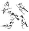 hand drawn goldfinch bird sketch vector image vector image