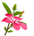 hibiscus tropical flower vector image vector image