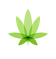 cannabis leaf on white background logo illegal vector image vector image
