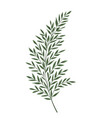 silhouette leaves of fern vector image