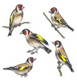 hand drawn colorful goldfinch bird sketch vector image vector image