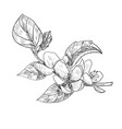 sketch twig sakura blossoms vector image