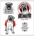 bullmastiff dog - set for t-shirt logo vector image