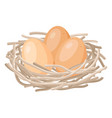brown chicken eggs in nest image vector image vector image