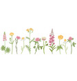 drawing wild flowers vector image