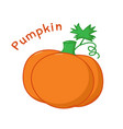 isolated pumpkin icon vector image