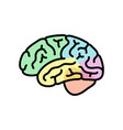human brain anatomy vector image
