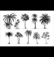palm trees isolated on white background vector image