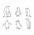 set of different penguins in outlines vector image vector image
