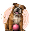 bulldog with ball color graphic portrait vector image vector image
