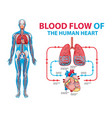 diagram showing blood flow in human vector image