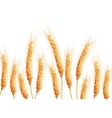 field of wheat on white eps 10 vector image